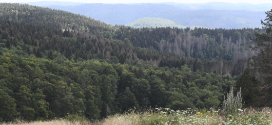 Kraftquelle Wald